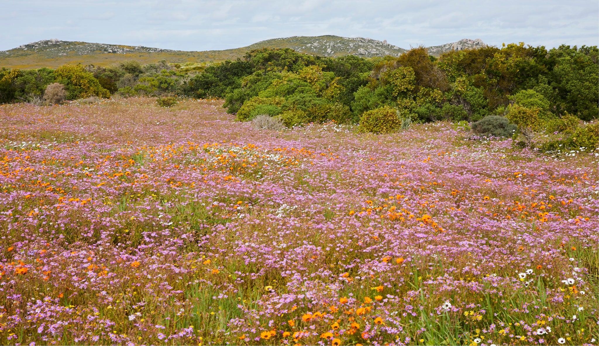 Field of flowers