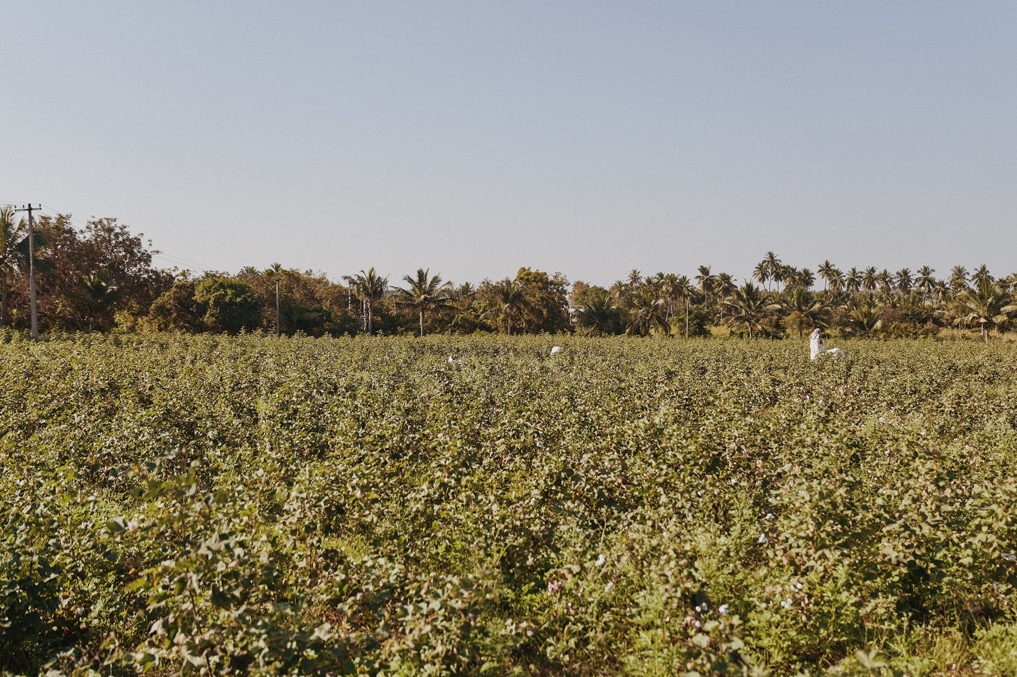 Picture of a field with cotton plants