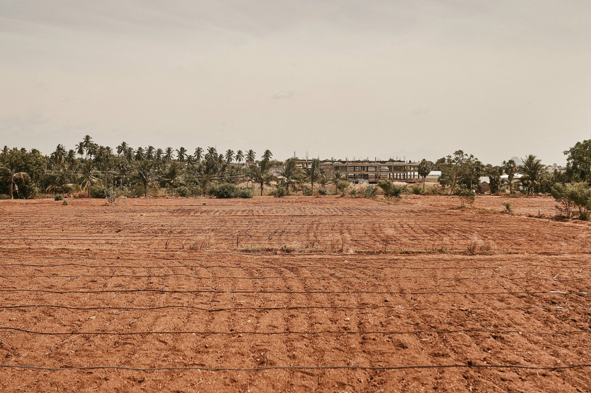 Picture of an open field where crops were just planted